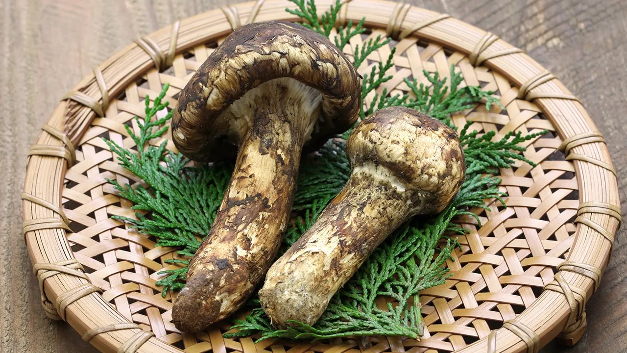 鹿茸的功效与作用吃法 鹿茸一般隔多久吃一次