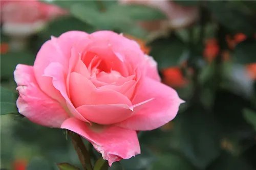 月季花什么时候开 月季的开花条件有哪些