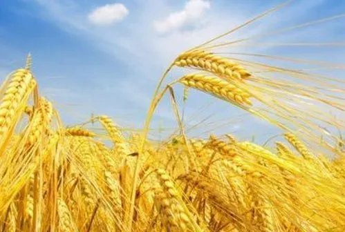 芒种节气，芒种是什么意思，芒种代表什么