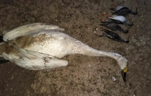 鄱阳湖大雁被偷猎者做了什么呢？