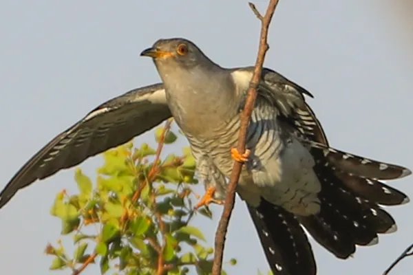 杨花落尽子规啼子规是什么鸟