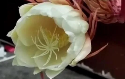 居民家中昙花4个月开了3次是怎么回事 昙花开代表什么预兆