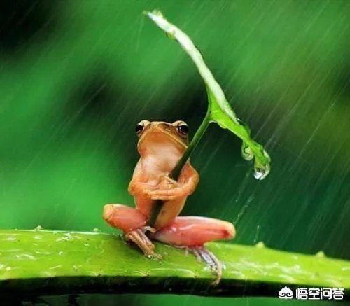 日照香炉生紫烟的下一句是什么？