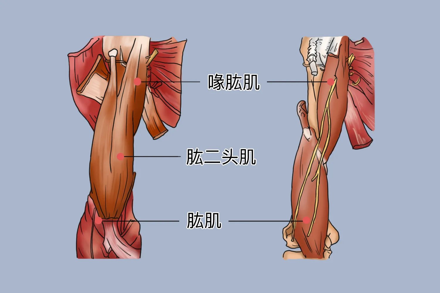上臂肌肉解剖示意图