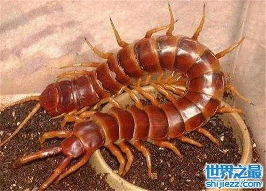 波多黎各巨人蜈蚣，人类面前很温顺不会主动攻击 