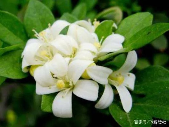 九里香什么时候开花呢?九里香一年开几次花呢?