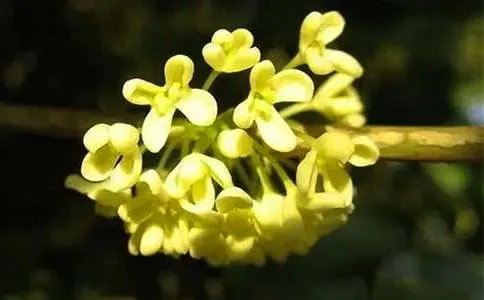 八月桂花香的诗句