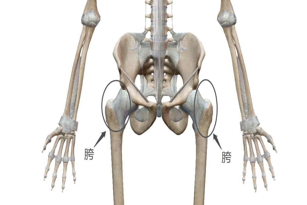 胯在哪个位置图解