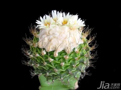 盆景花卉图片大全 花卉的应用