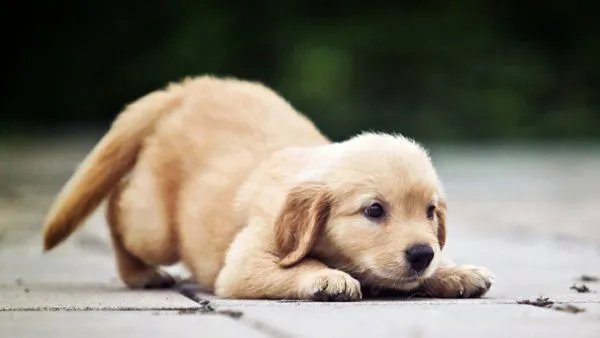 海航允许携带宠物进入客舱有什么规定？