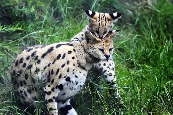 上海一野生动物园工作人员遭熊袭击身亡，事件原因是？