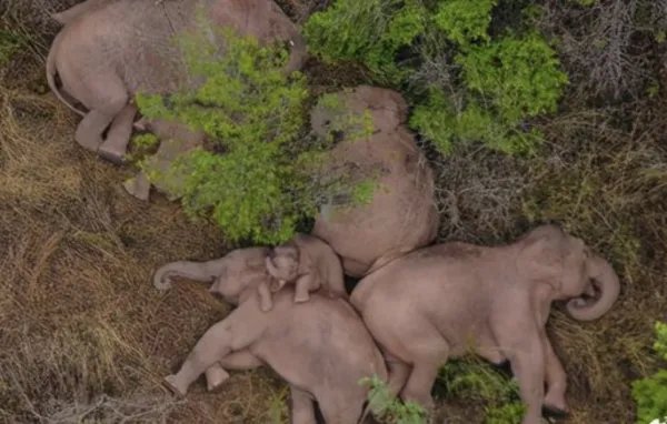 无人机拍下野象群睡觉休息画面,大象的睡姿有多可爱?