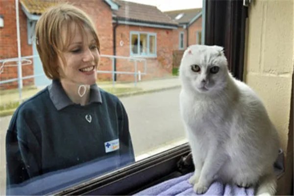 伏地魔猫是什么猫咪：患有皮肤病的猫（外表像伏地魔）