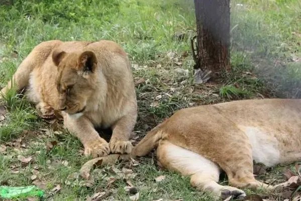 上海一野生动物园工作人员遭熊袭击身亡，事件原因是？