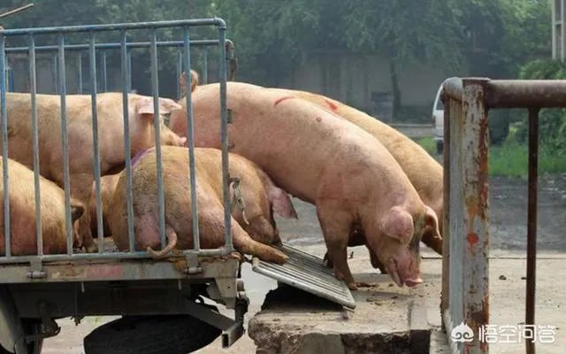 2019猪价行情预测，猪价还会涨吗？