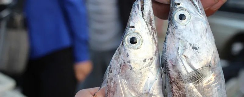 海里有什么鱼 海里的鱼有哪些