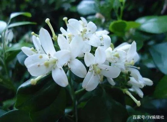 九里香什么时候开花呢?九里香一年开几次花呢?