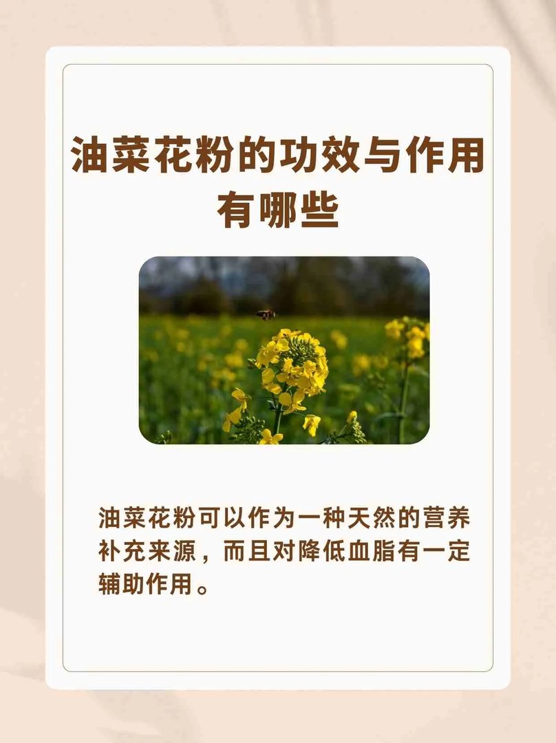 油菜花粉的功效与作用,你知道吗?