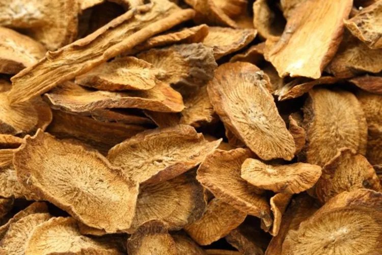 牛蒡根的功效与作用图片