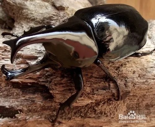 百度空间宠物的百度空间宠物