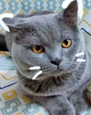 求推荐！比瑞吉猫粮哪款好呀？