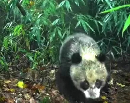 红外相机时隔2年拍到同一只熊猫,这只熊猫在这2年有何变化?