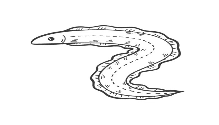 被称为软黄金的鱼类是什么鱼 被称软黄金的鱼是什么