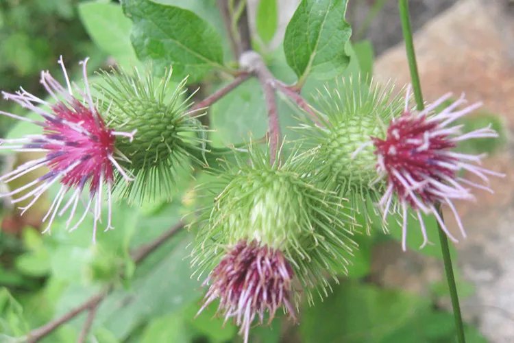 牛蒡根的功效与作用图片