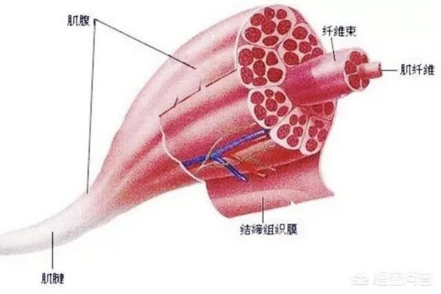 练背可以天天练吗