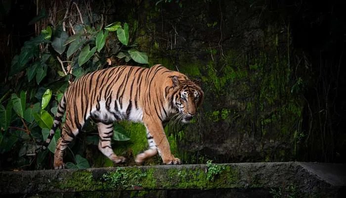 2022年的虎宝宝是什么虎 2022年出生的虎宝宝命运解析