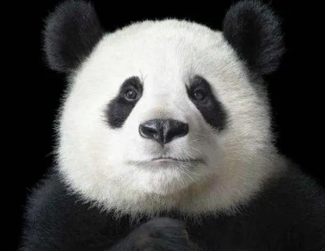 大熊猫由濒危降为易危，野外种群数量达到多少只？