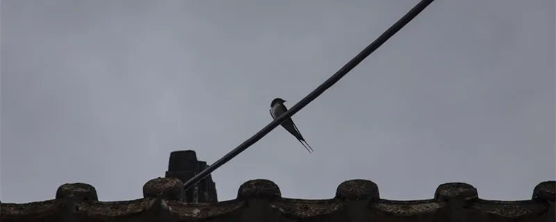 小动物怎样过冬 小动物怎样过冬啊