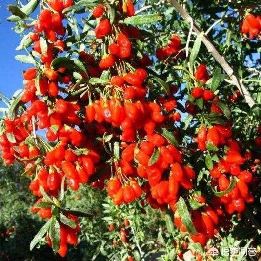 2019年有什么好春联？