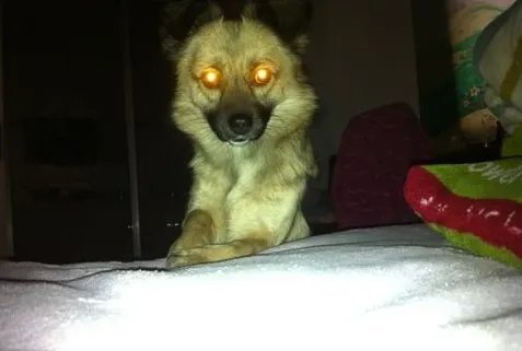 24k钛合金狗眼是什么意思