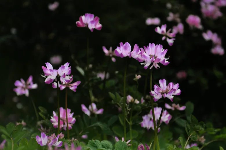 十大优美的中文名及其背后的含义 了解最好听的中文名