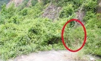 四川小女孩怀蛇原因 肚子里怀的却并不是孩子