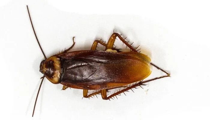 为什么平时打蟑螂很难打中