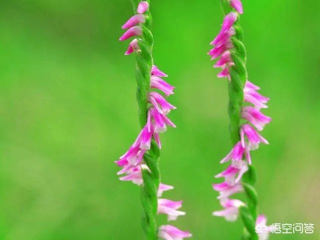 2019年有什么好春联?