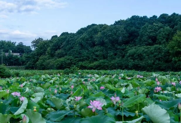 2021一伏是几月几号 2021年第一伏是哪一天