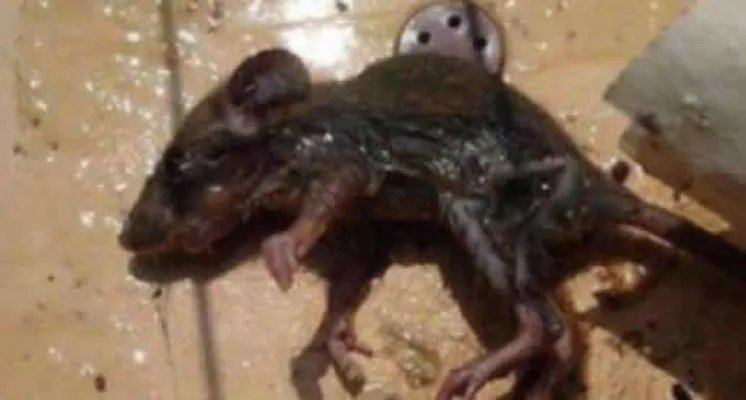 死老鼠放进火锅：真相是自导自演结果是得不偿失