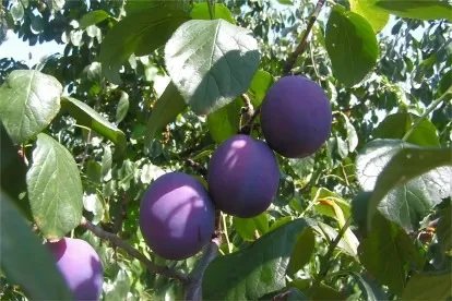 西梅的功效与作用