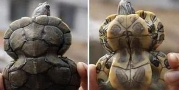 日本计划将核污水排入大海，这对海洋生物有多大的影响？