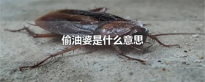 偷油婆是什么意思