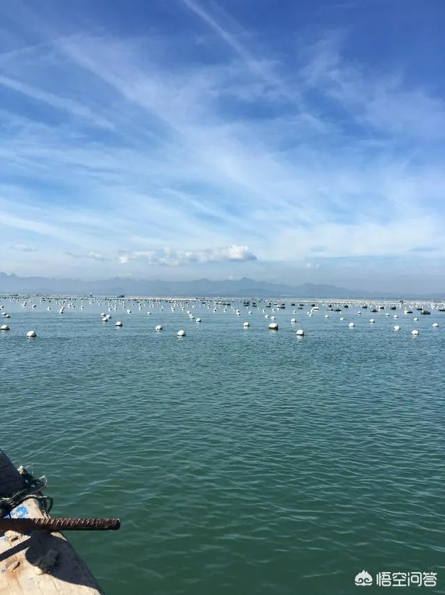 鲍鱼要怎么养殖？