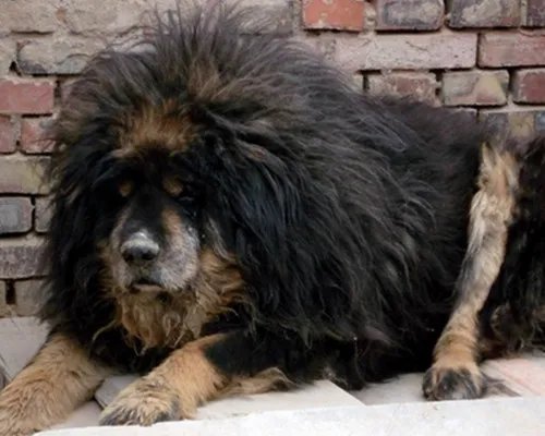 黄贯中藏獒为什么那么引人注意？ 与狗同行被揭身家