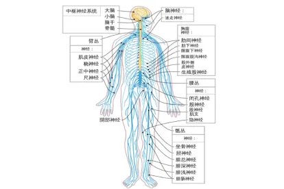 人体神经系统分布图高清