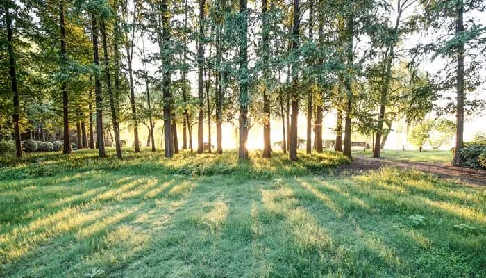 三人不抱树的意思是什么 什么叫三人不抱树