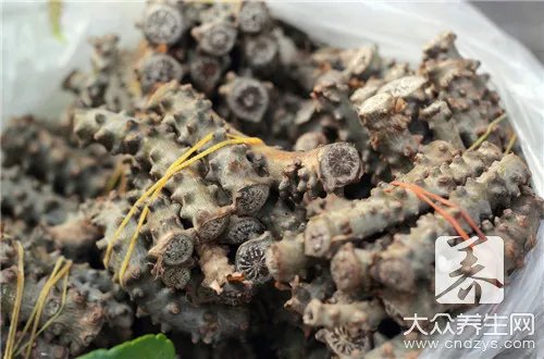 野苦荬菜的功效与作用