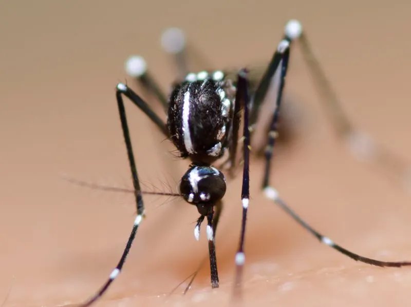 蚊子喜欢什么血型