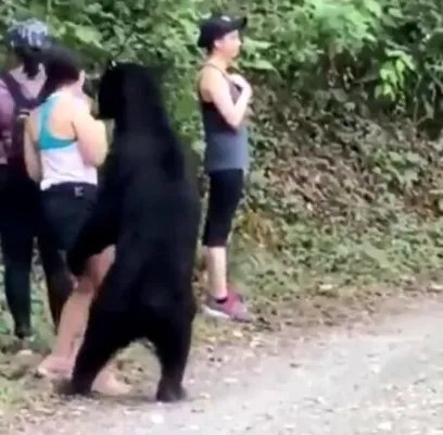 3名女子路遇黑熊被熊抱 下一秒的举动让人震惊